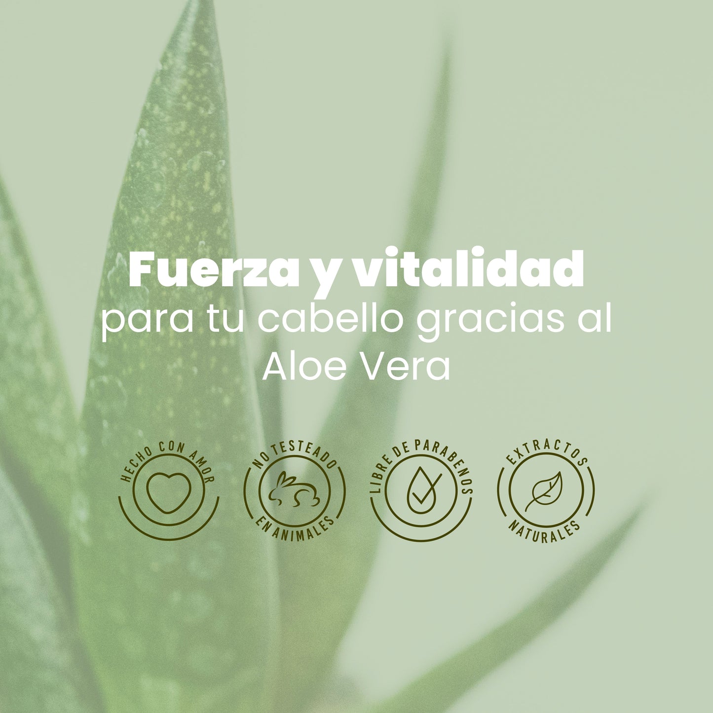 SHAMPOO CON ALOE VERA ANYELUZ